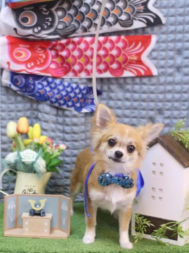 20230516りるちゃん